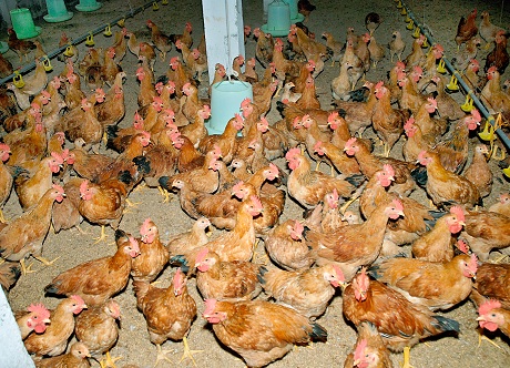 Giống gà Lương Phương - Tạp chí Chăn nuôi Việt Nam