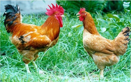 Giống gà Lương Phương - Tạp chí Chăn nuôi Việt Nam