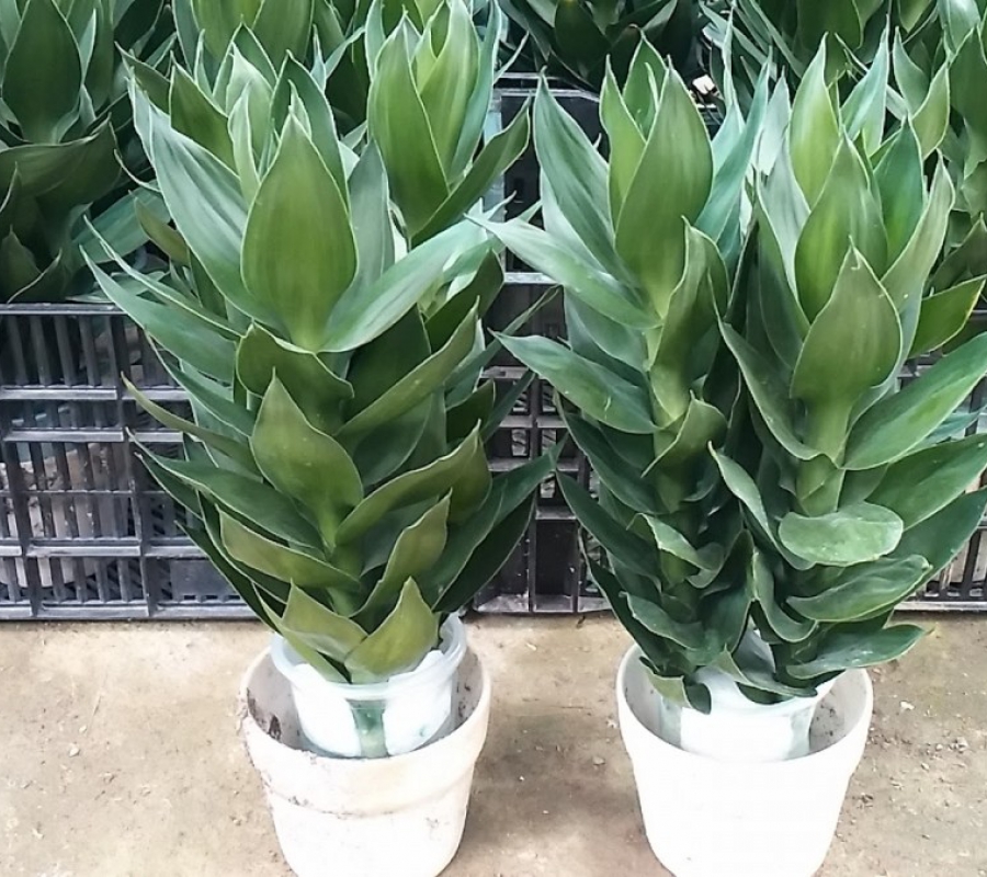 5 loại cây phát tài và ý nghĩa phong thủy - Ảnh 2.