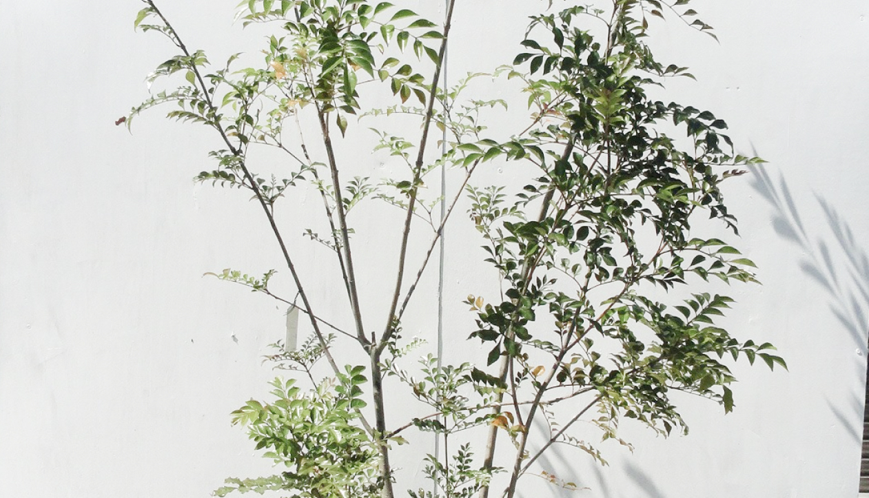 Cây nam thiên trúc là cây gì » Cây xanh HCM