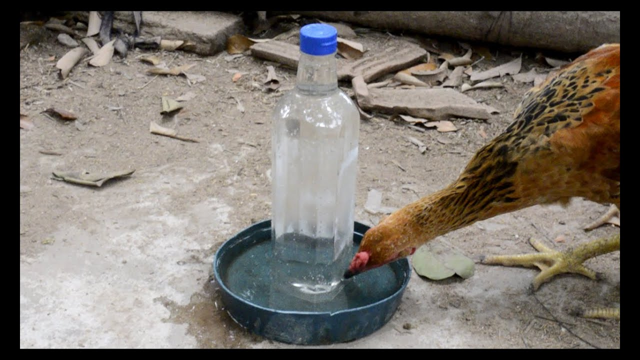 Kỹ thuật cho gà đá uống nước đêm