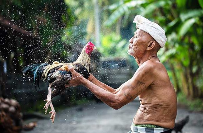 Tắm nước và tắm cát cho gà nòi