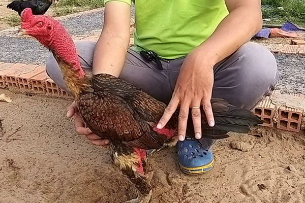 Các bài tập vận động cho gà đá