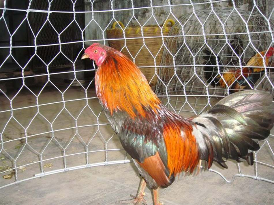 Cách xây dựng chuồng trại nuôi gà đá gà nòi tiêu chuẩn