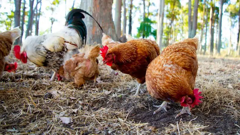 Đặc điểm và kỹ thuật nuôi giống gà Isa Brown 5 Hệ thống chuồng trại nuôi gà Isa Brown hiện đại đảm bảo thông thoáng