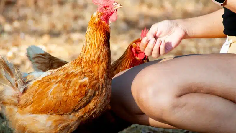 Đặc điểm và kỹ thuật nuôi giống gà Isa Brown 6 Công tác kiểm tra sức khỏe và tiêm phòng cho gà Isa Brown định kỳ