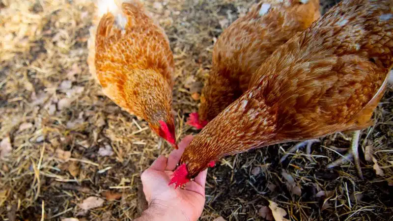 Đặc điểm và kỹ thuật nuôi giống gà Isa Brown 4 Hình ảnh gà mái Isa Brown với bộ lông nâu đỏ đặc trưng tại trang trại